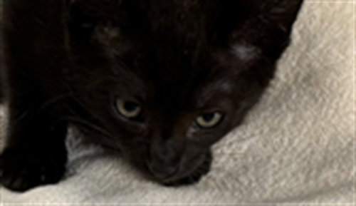 SOOT