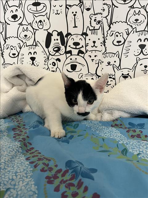 MICHAEL, Baby Domestic Short Hair (medium coat), cat for adoption in Torrance, California