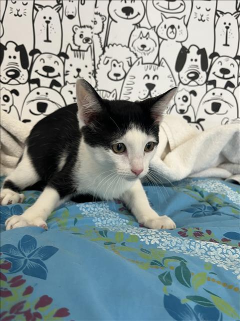 JACKSON, Baby Domestic Short Hair (medium coat), cat for adoption in Torrance, California