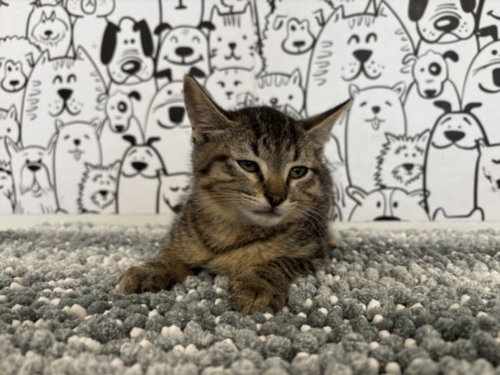 A2275618, Baby Domestic Short Hair (medium coat), cat for adoption in Torrance, California