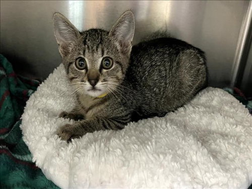CHUCK, Baby Domestic Short Hair (medium coat), cat for adoption in Glendale, California