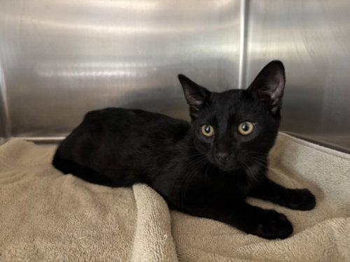 BLACK BEAN