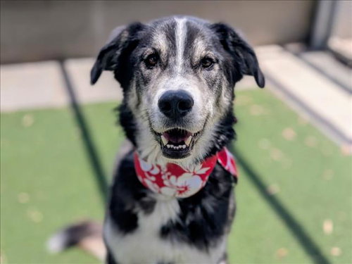 OREO, an adoptable Siberian Husky in San Pedro, CA