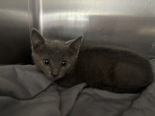 A2274295, Baby Domestic Short Hair (medium coat), cat for adoption in San Pedro, California
