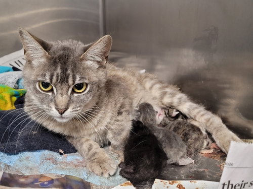 OPAL, Adult Domestic Short Hair (medium coat), cat for adoption in Alhambra, California
