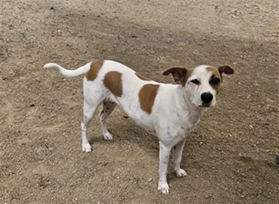Sandy - Jack Russell Terrier (Parson Russell Terrier)