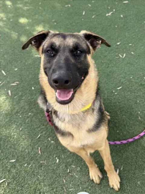 Toffee - German Shepherd Dog