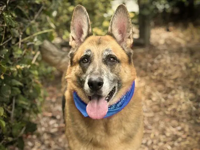 Simba - German Shepherd Dog