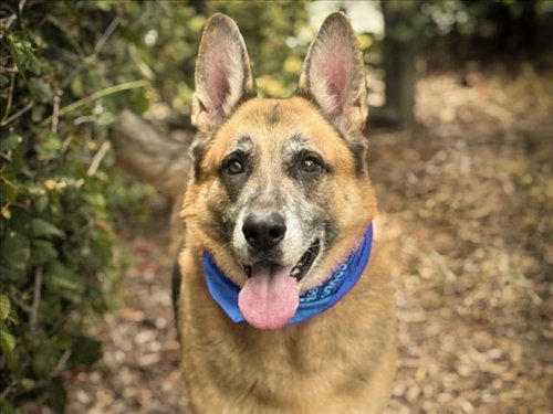 SIMBA, a dog for adoption from Harbor Animal Care and Control Center