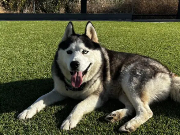 Ozzy - Siberian Husky