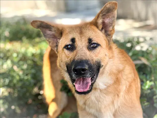 Benny - German Shepherd Dog