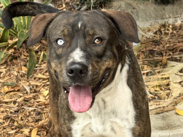 TYSON
