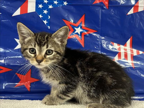 PIPPIN, Baby Domestic Short Hair (medium coat), cat for adoption in Bellflower, California