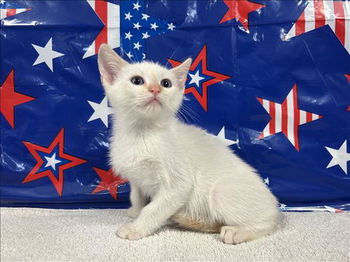SPROUT, Baby Siamese (medium coat), cat for adoption in Bellflower, California