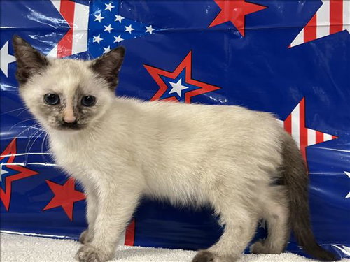 FERN, an adoptable Siamese in San Pedro, CA