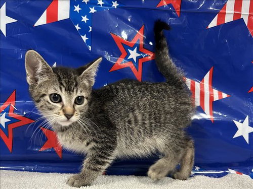 FLORA, Baby Domestic Short Hair (medium coat), cat for adoption in Bellflower, California