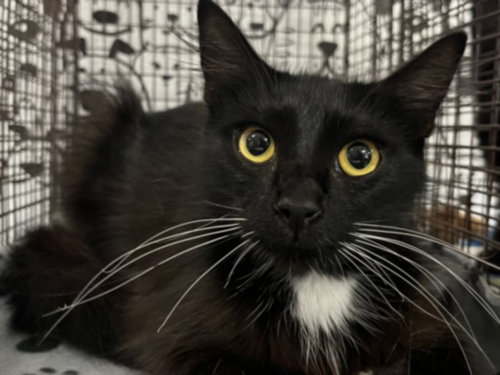 DOMINO