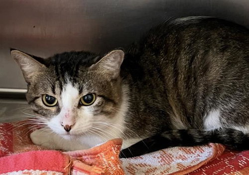 A2276847, Adult Domestic Short Hair (medium coat), cat for adoption in Redondo Beach, California