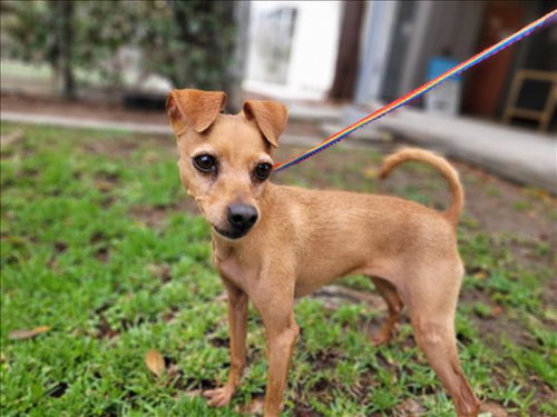 BELLA, an adoptable Chihuahua in San Pedro, CA