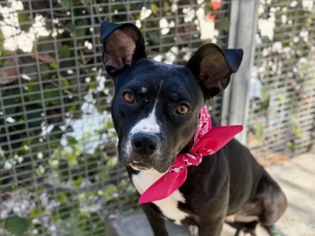 Betty - Pit Bull Terrier