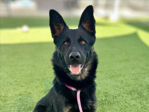 EVERETT, an adoptable German Shepherd Dog in San Pedro, CA
