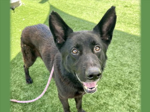 DON, an adoptable German Shepherd Dog in San Pedro, CA