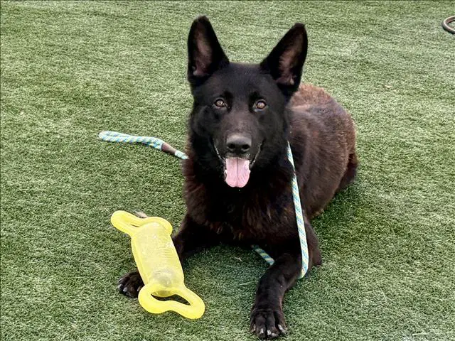 Don - German Shepherd Dog