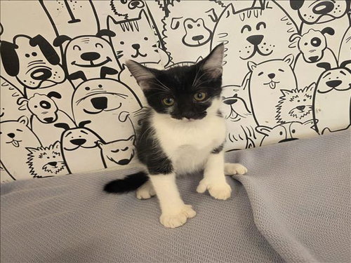 MITTENS