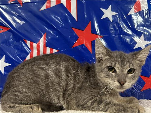 A2278843, an adoptable Domestic Short Hair in San Pedro, CA