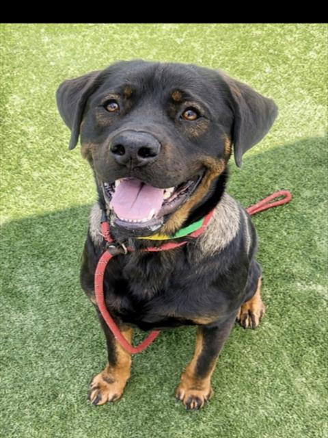 GOOBER, an adoptable Rottweiler in San Pedro, CA