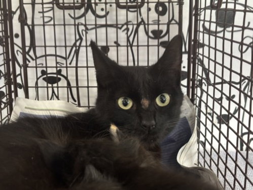 A2279265, Adult Domestic Short Hair (medium coat), cat for adoption in Hawthorne, California