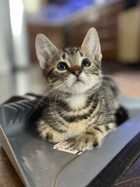 MONET, Baby Domestic Short Hair (medium coat), cat for adoption in Hawthorne, California