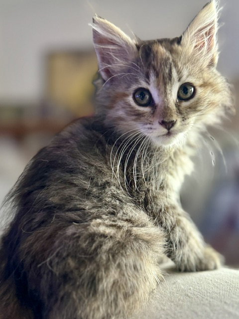CLAUDIA, Baby Domestic Long Hair (medium coat), cat for adoption in Hawthorne, California