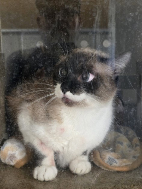 JETT, Adult Siamese (medium coat), cat for adoption in La Puente, California