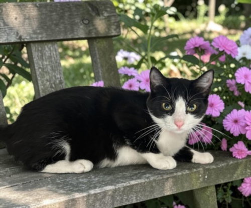 HARIE, Young Domestic Short Hair (medium coat), cat for adoption in La Puente, California