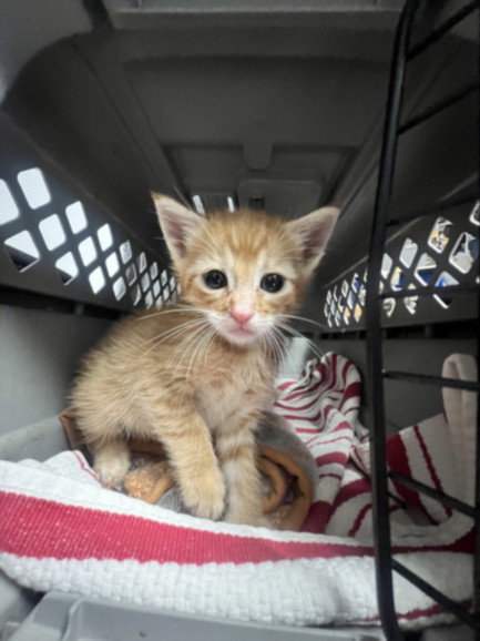 A2269093, Baby Domestic Short Hair (medium coat), cat for adoption in La Puente, California