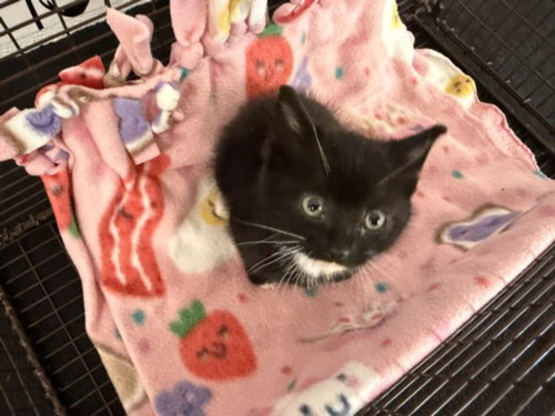 A2272242, Baby Domestic Short Hair (medium coat), cat for adoption in La Puente, California