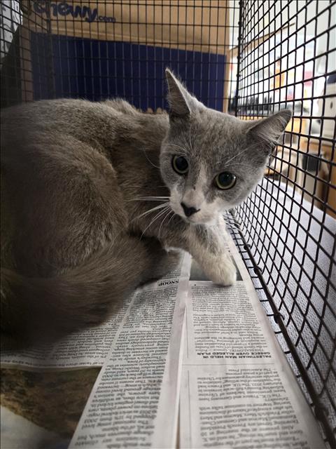 A2280304, Young Domestic Short Hair (medium coat), cat for adoption in La Puente, California