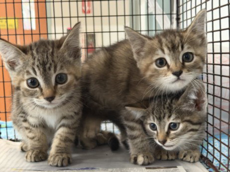 A2276740, Baby Domestic Short Hair (medium coat), cat for adoption in Santa Clarita, California