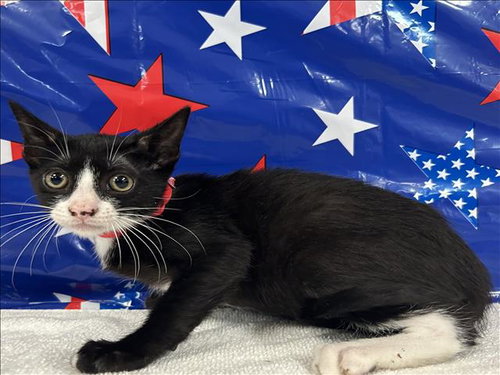 A2280536, an adoptable Domestic Short Hair in San Pedro, CA