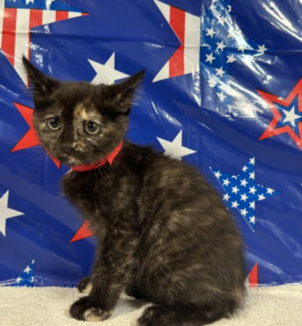CASSIE, Baby Domestic Short Hair (medium coat), cat for adoption in Redondo Beach, California