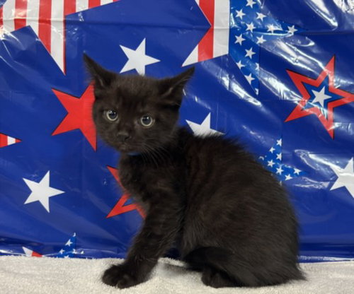 CODY, Baby Domestic Short Hair (medium coat), cat for adoption in Redondo Beach, California