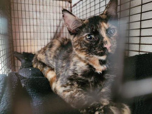 ITALY, Baby Domestic Short Hair (medium coat), cat for adoption in Redondo Beach, California