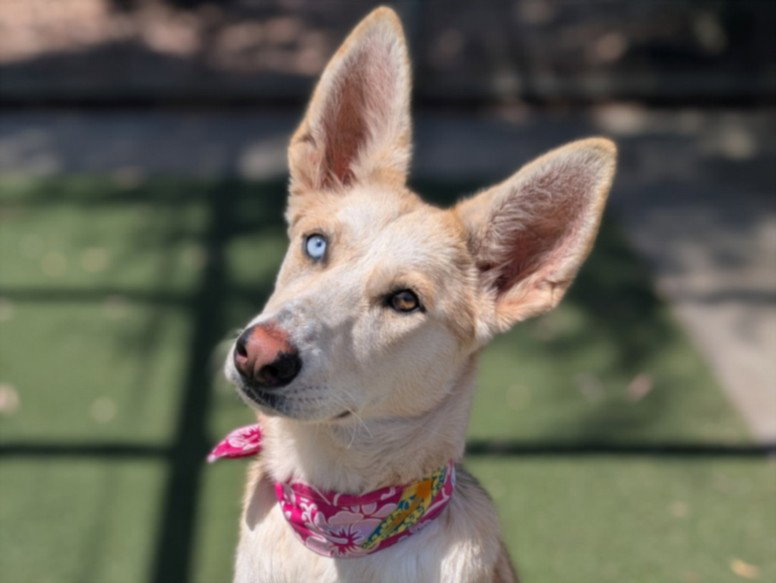NALA