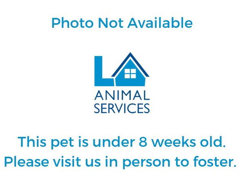 A2269170, Baby Domestic Short Hair (medium coat), cat for adoption in Redondo Beach, California