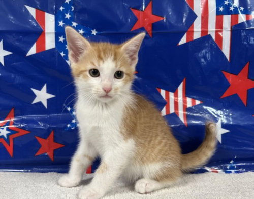 GINGER, Baby Domestic Short Hair (medium coat), cat for adoption in Redondo Beach, California