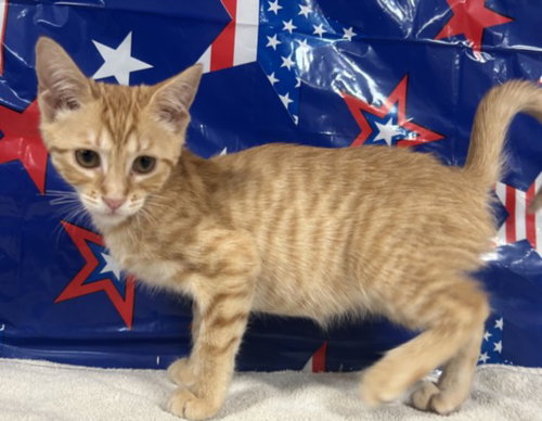 PAPRIKA, an adoptable Domestic Short Hair in San Pedro, CA