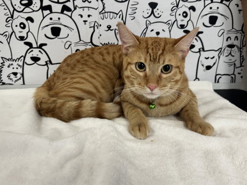 GINGER, an adoptable Domestic Short Hair in San Pedro, CA