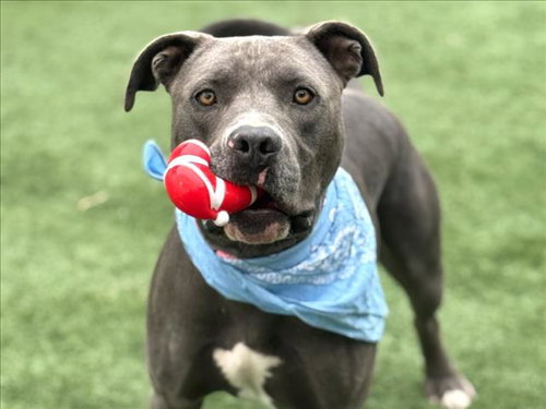CHAPO, an adoptable rescue dog