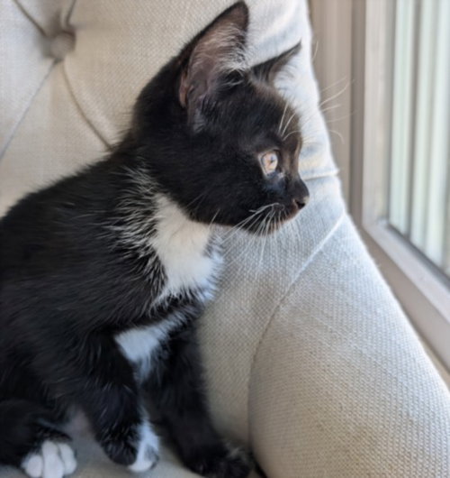JELLYBEAN, an adoptable Domestic Short Hair in San Pedro, CA